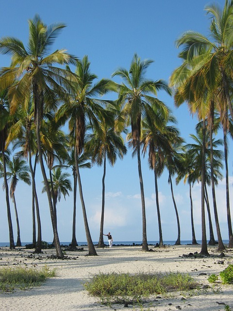 palmy na hawajach