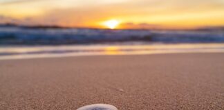 Czy we Włoszech są jeżowce?