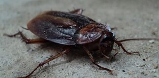 Czy w Hiszpanii są karaluchy? Czy w Hiszpanii są karaluchy?
